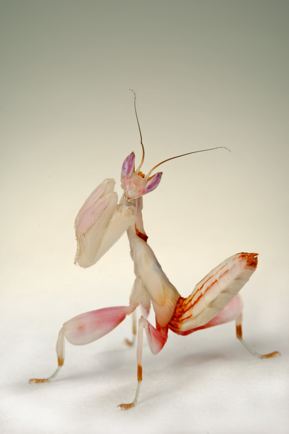 Mantis orquídea