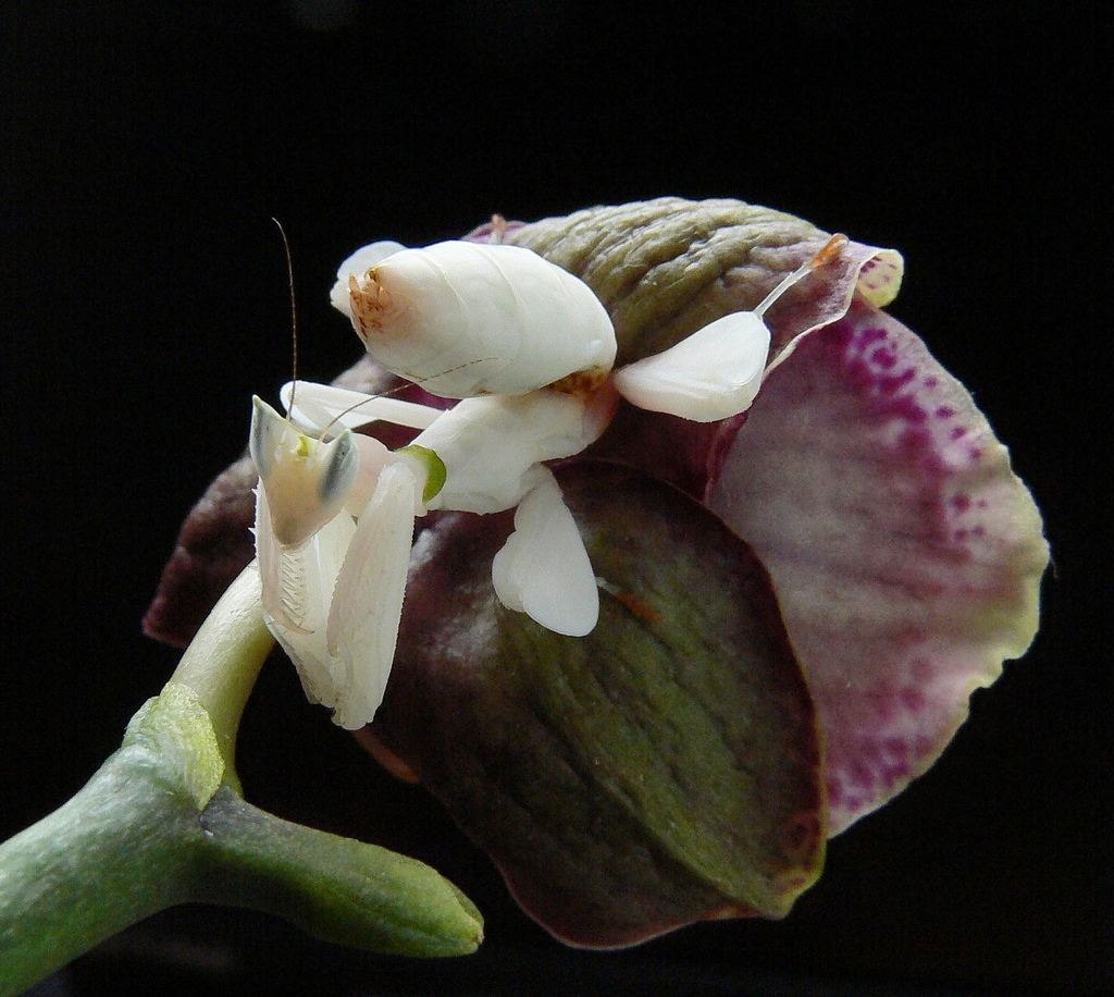 Orchid kudlanka
