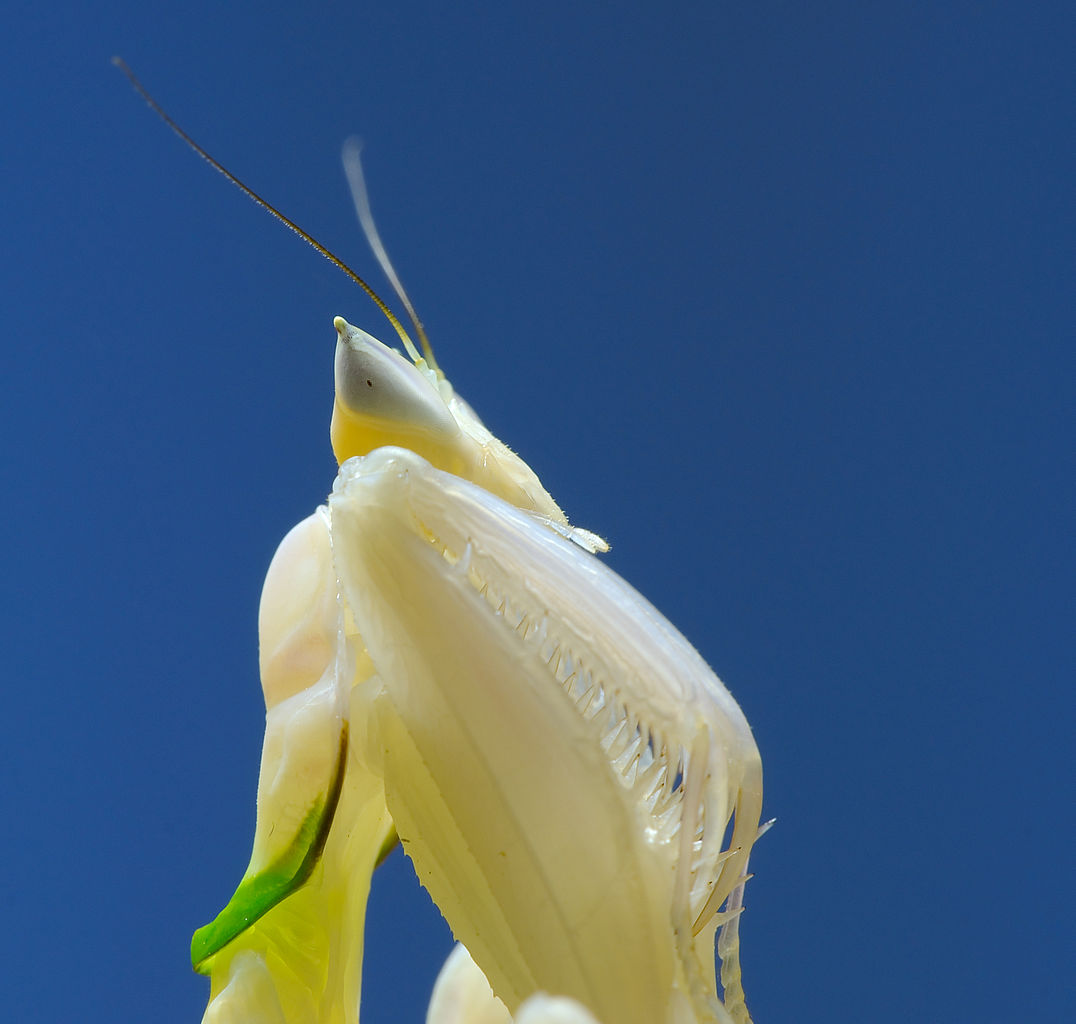 Gripping fætur Orchid Mantis