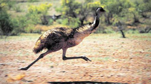 Emu foto