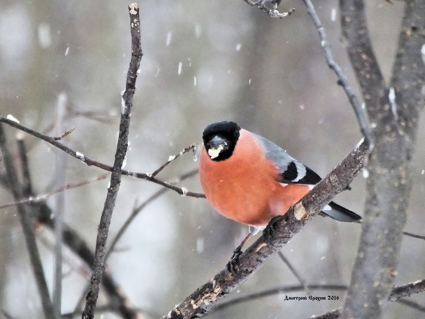 Foto's fan 'e bullfinch yn' e winter