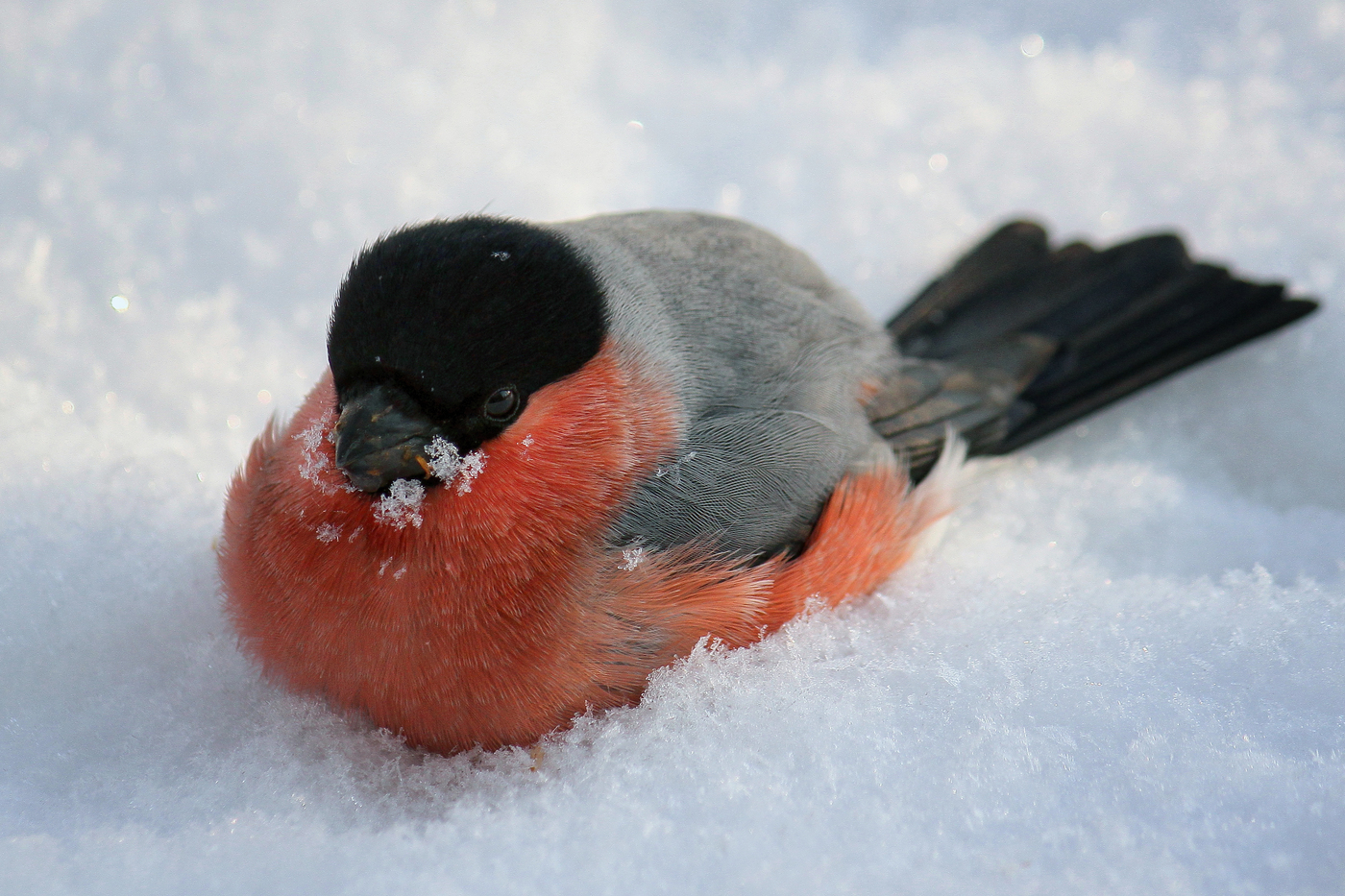 Photo of a bullfinch in the snow in winter