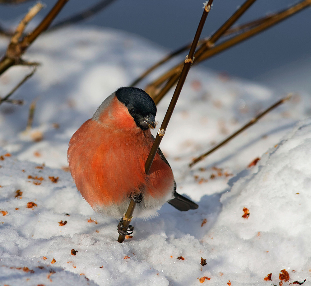 Foto bullfinch di musim dingin
