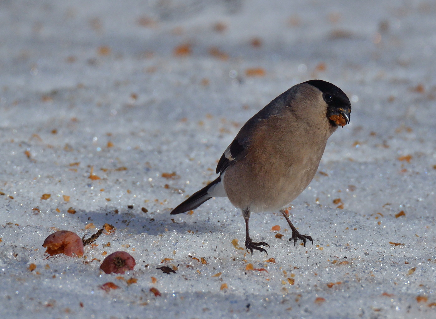 Foto fan froulike bullfinch ûnder Sineeske appelbeam yn 'e winter