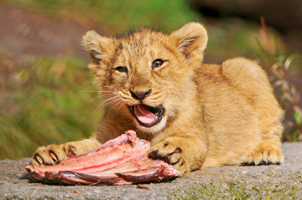 Lion eating