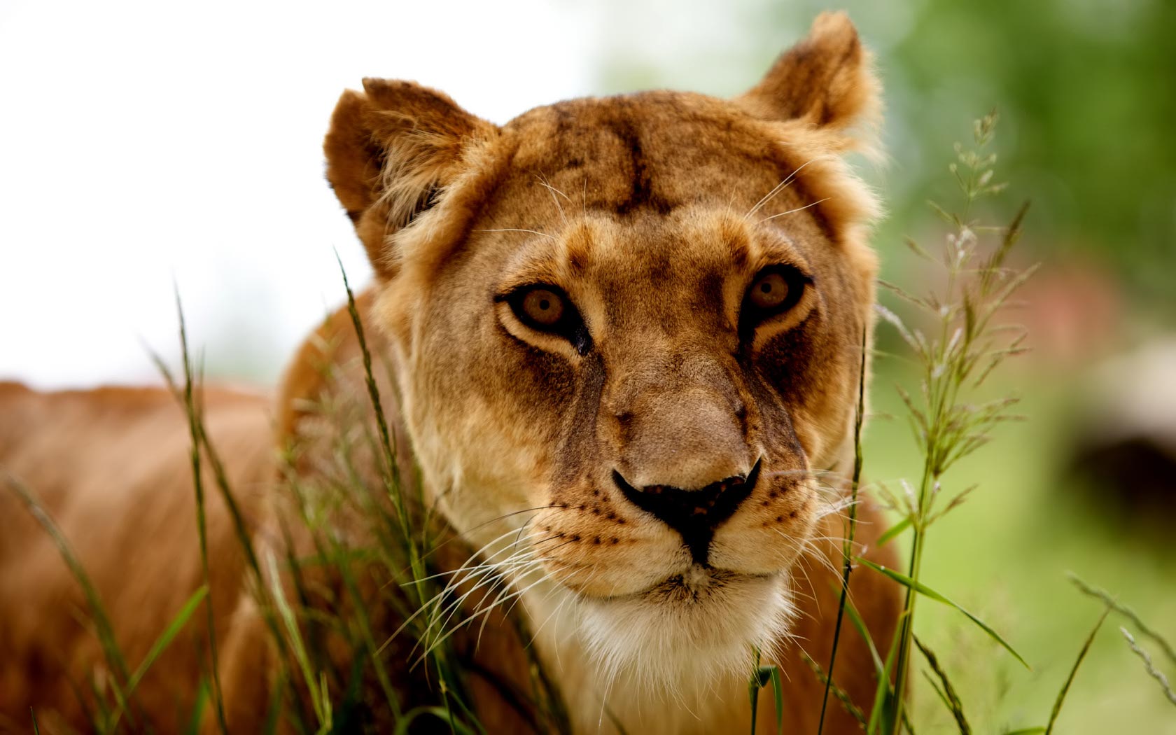 Foto di una leonessa nell'erba