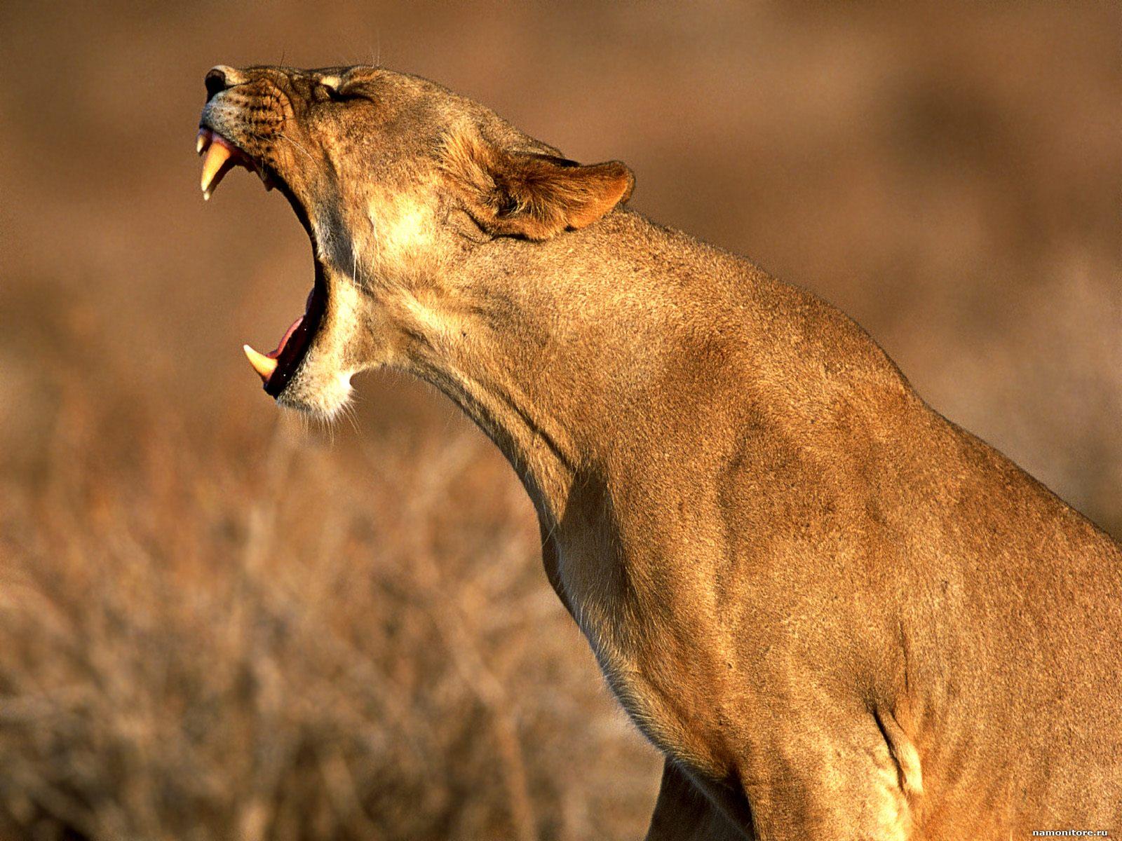 The lioness is yawning