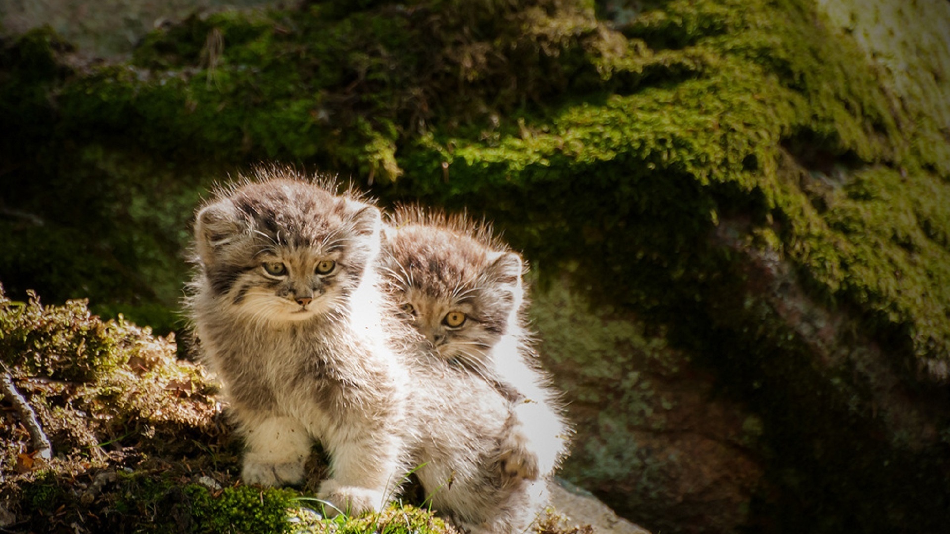 Mant Kittens