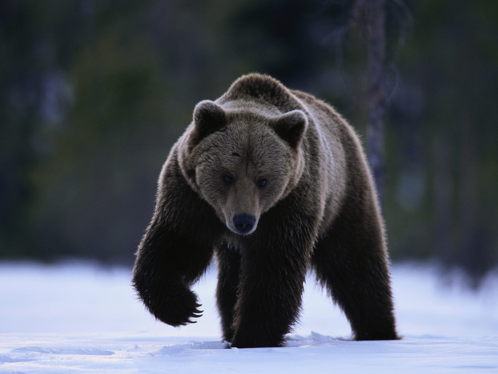 Foto bjørner
