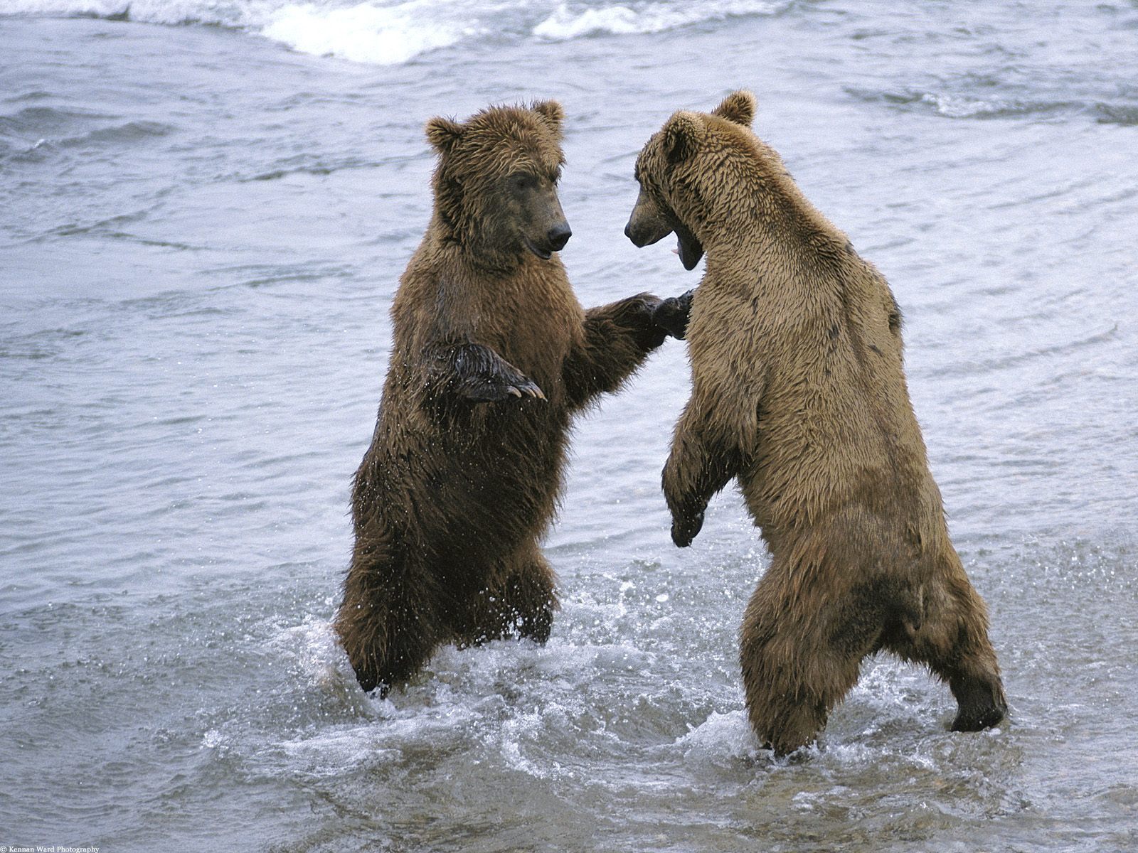 خرس ها در آب