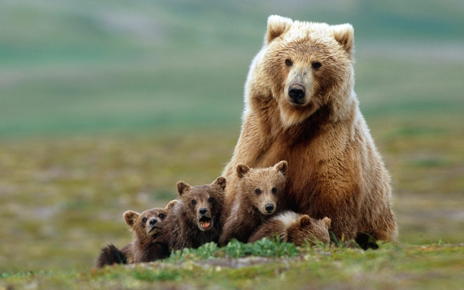 หมีกับลูก