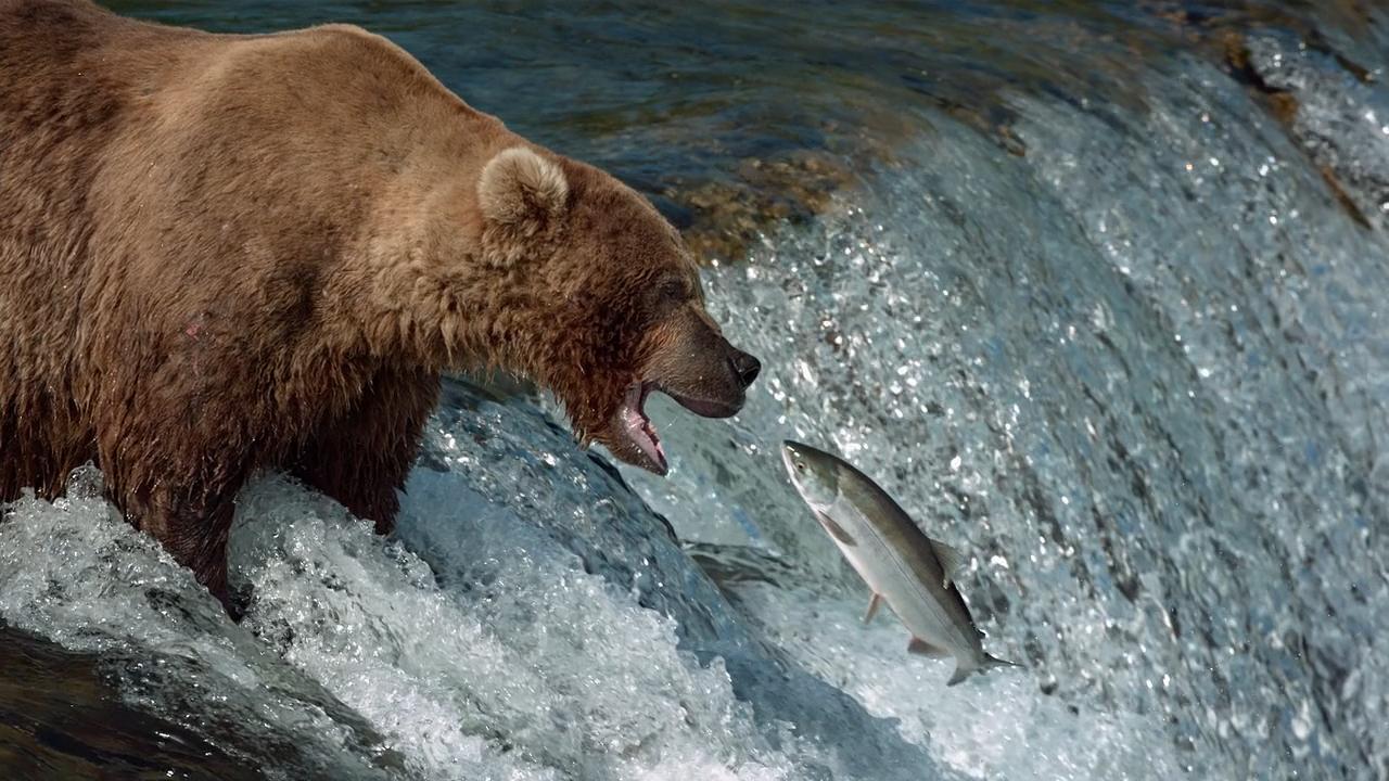 หมีจับปลา