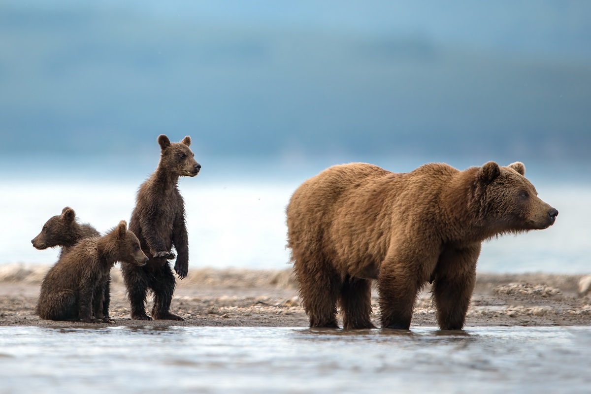 Bear with three cubs