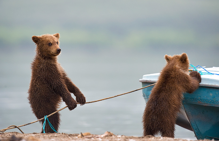 Medveď mláďatá skúmajú loď