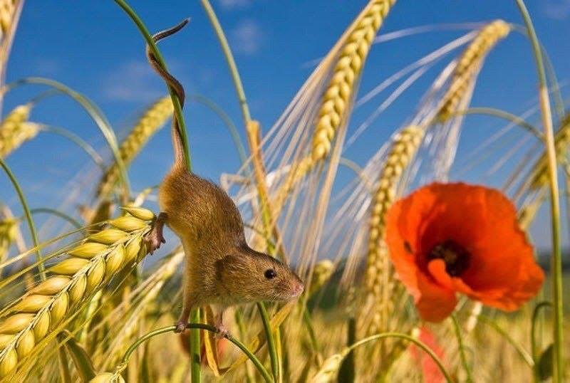 Mouse sa field