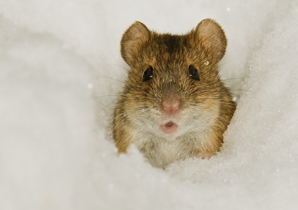 Mouse vole na snegu
