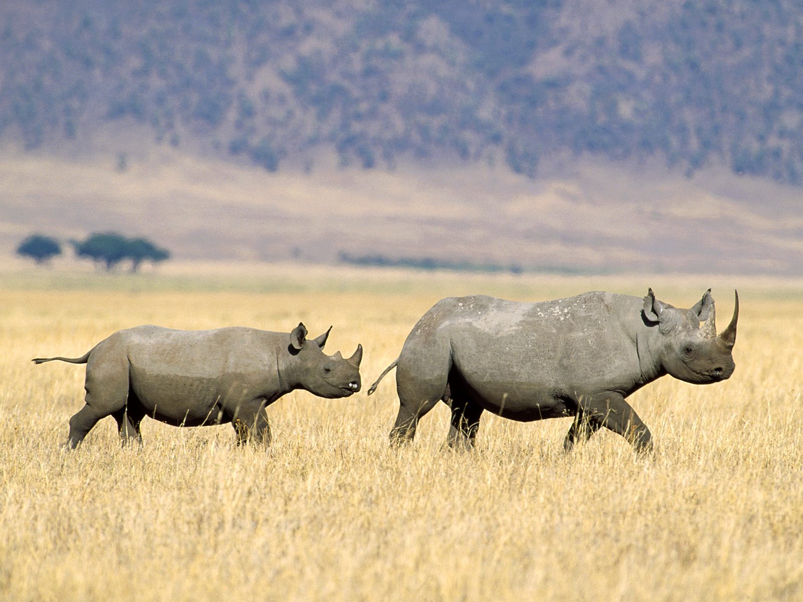 Rhinoceros mynd
