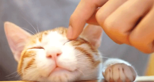 Llun GIF: Cat Manchichn