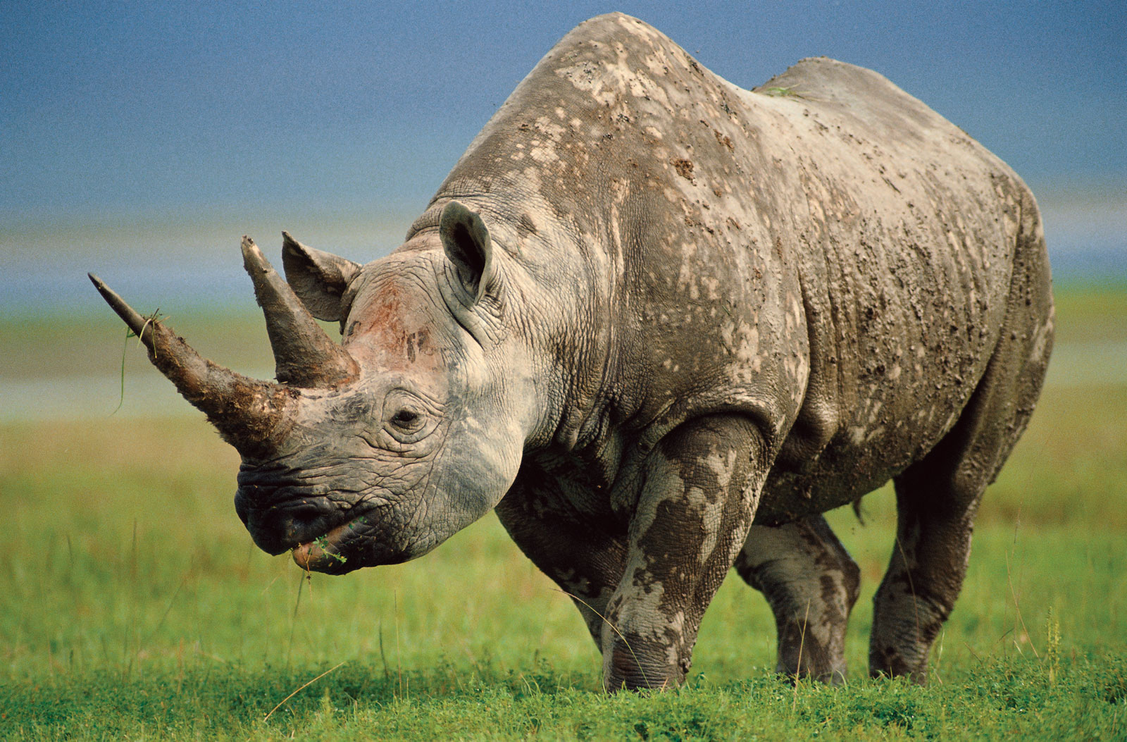 Zdjęcie Rhinoceros