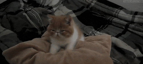GIF pictures with kittens