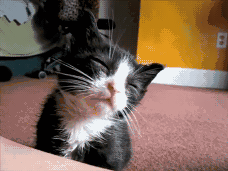GIF pictures with kittens