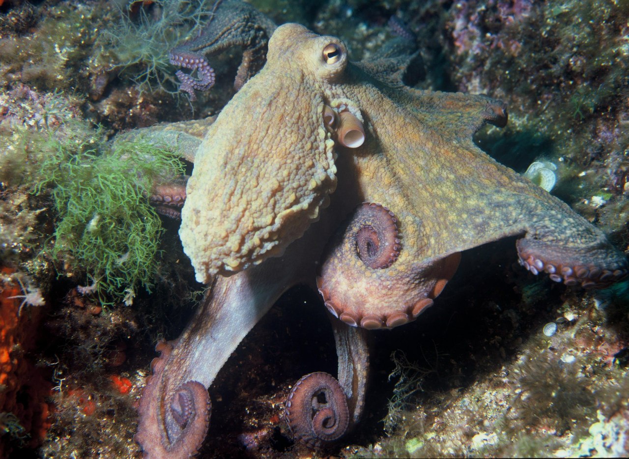 ภาพ Octopus