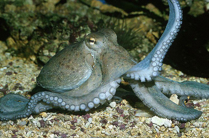 Liels astoņkājis