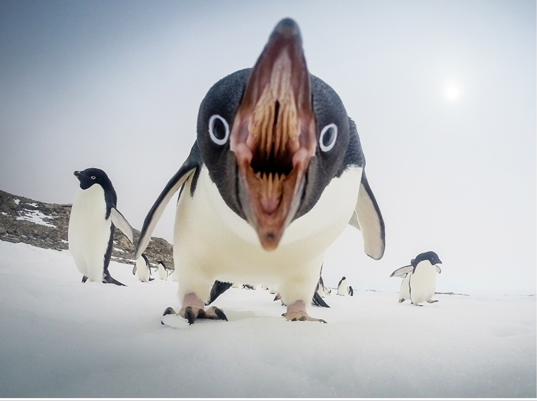 ปากของนกเพนกวิน