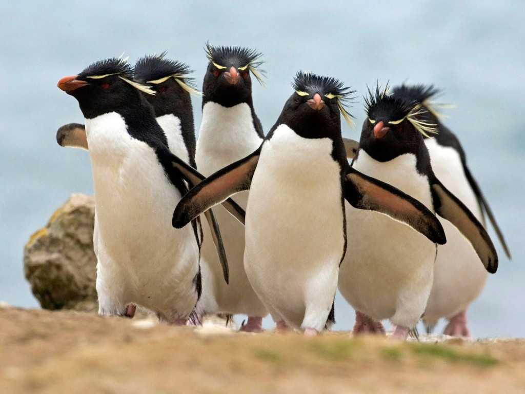 Pingvinų gauja