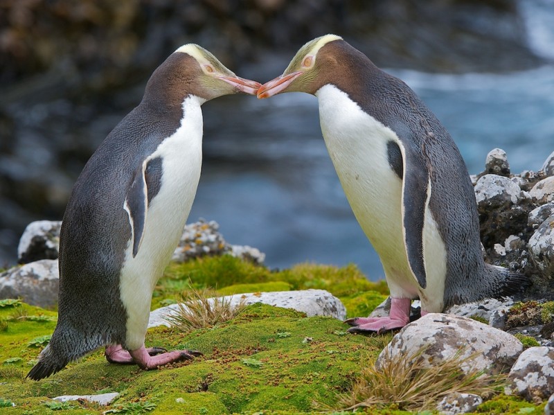 цудоўныя пінгвіны