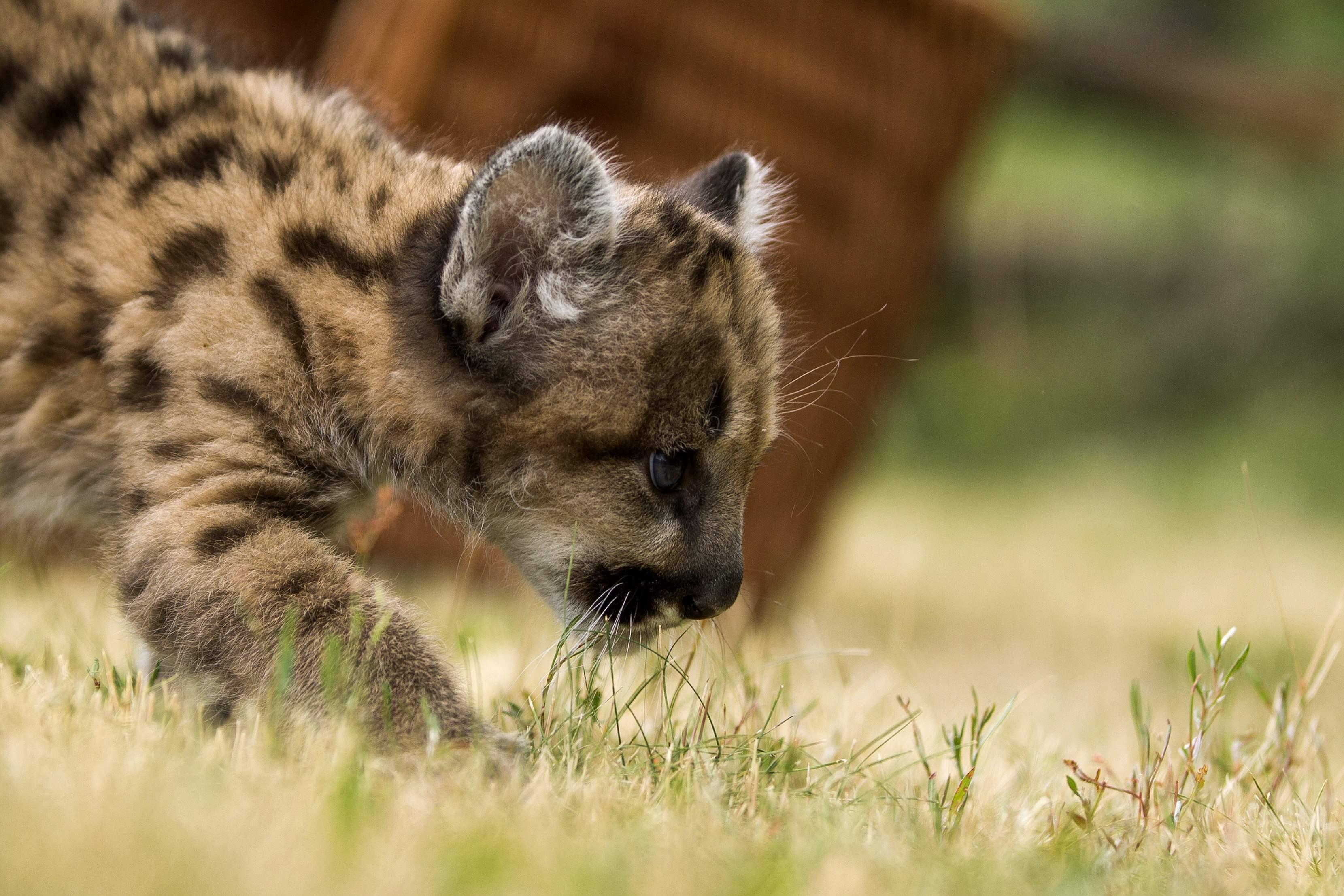 Cub Puma walking