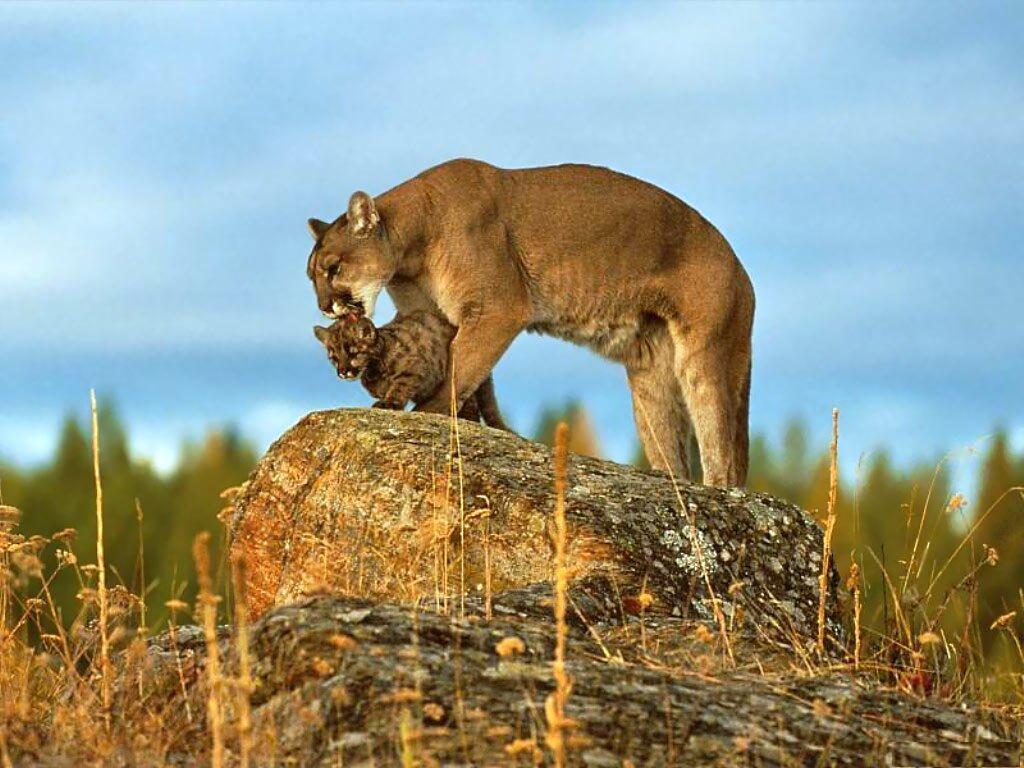 Puma med en liten cub