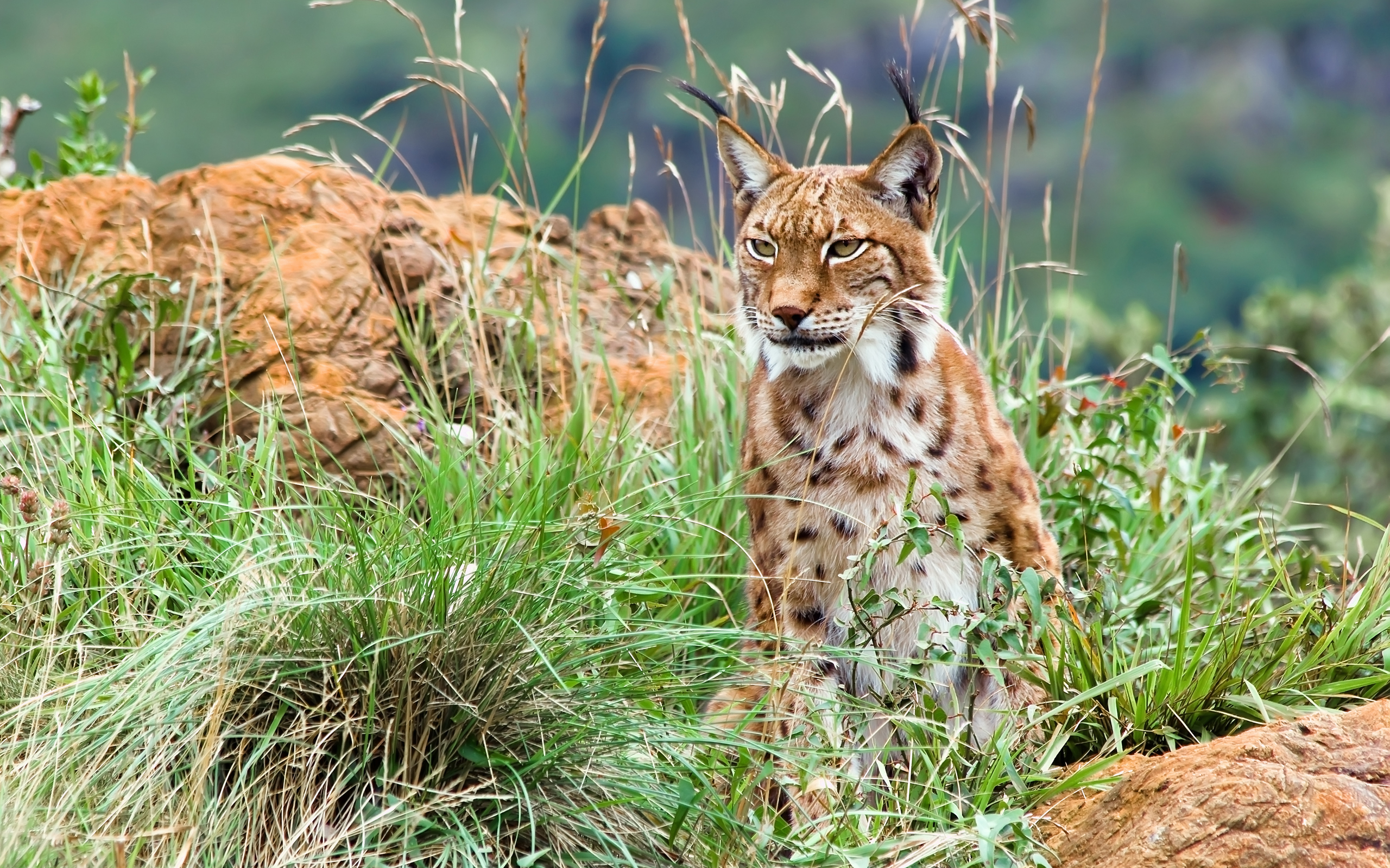 Photo of a lynx in the grass