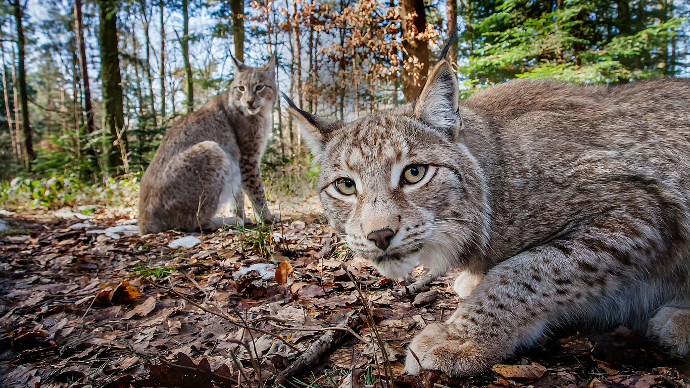 Photo lynx in the forest