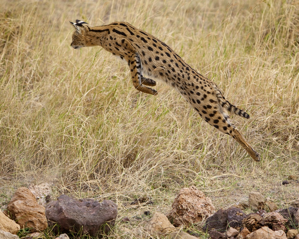 Photo of a serval in a jump
