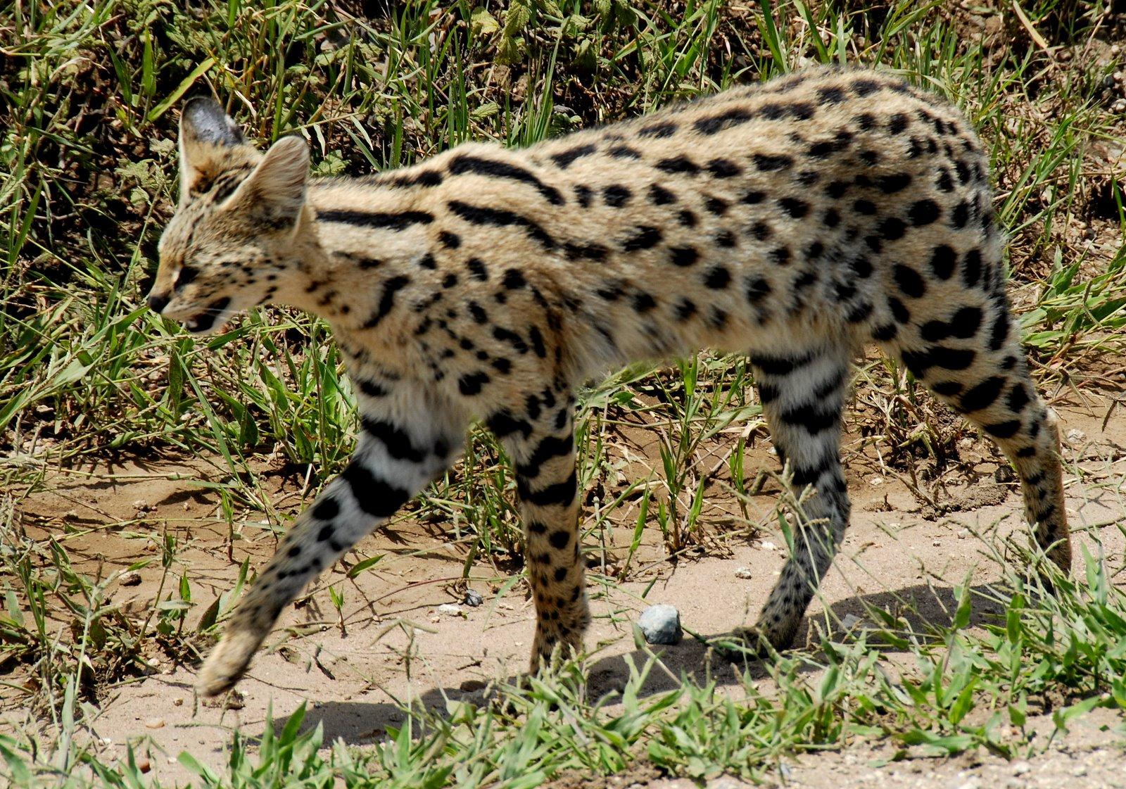 Photo: Serval goes about his business
