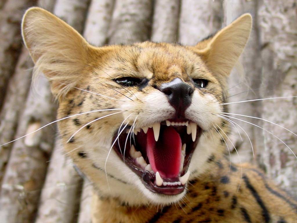 Photo: Serval's mouth