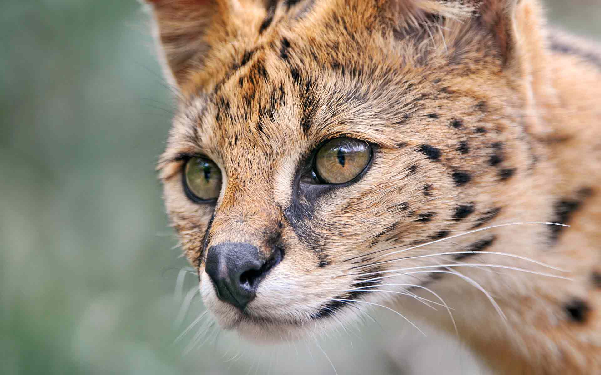 Photo: look serval