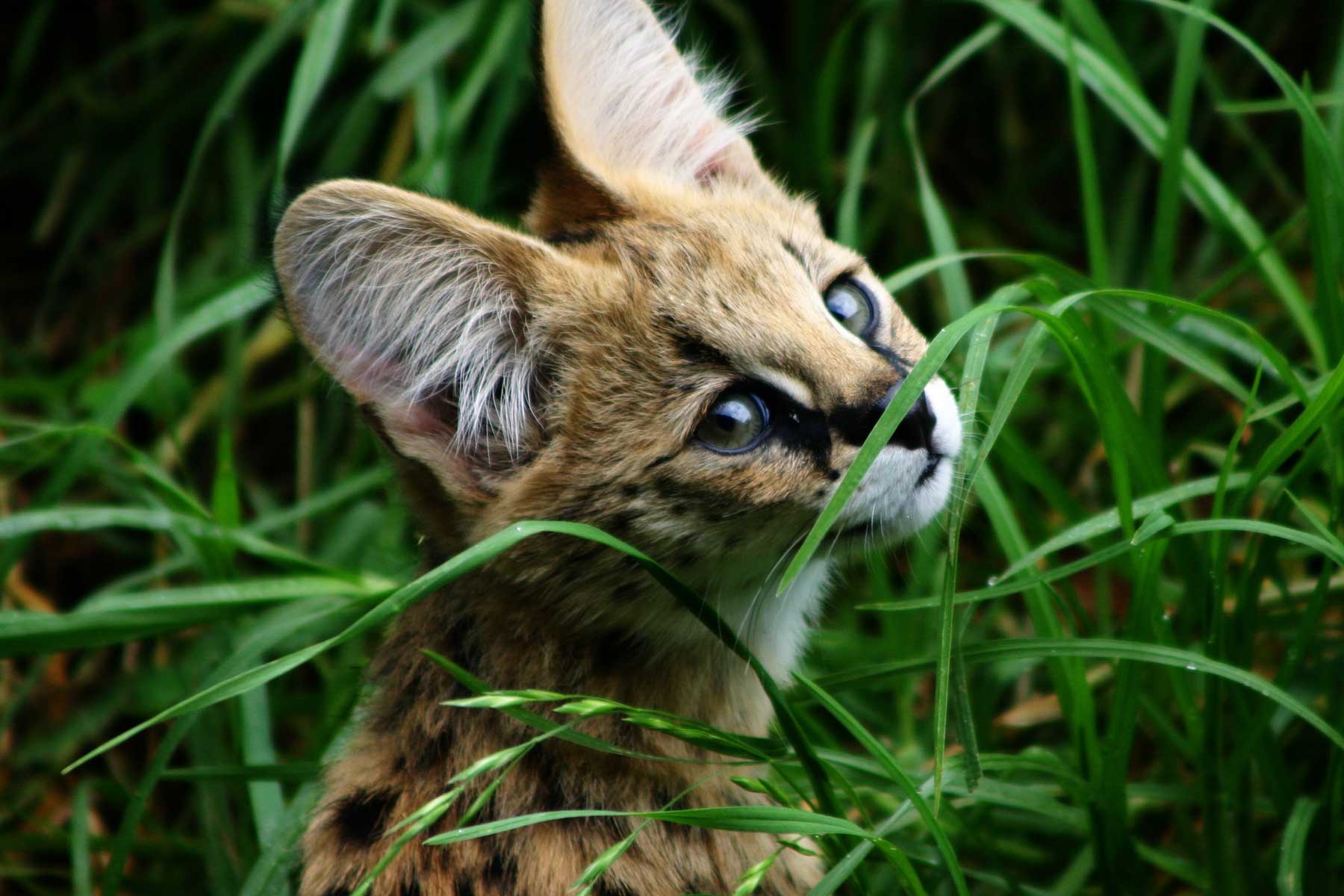ছবি: তরুণ serval চেহারা