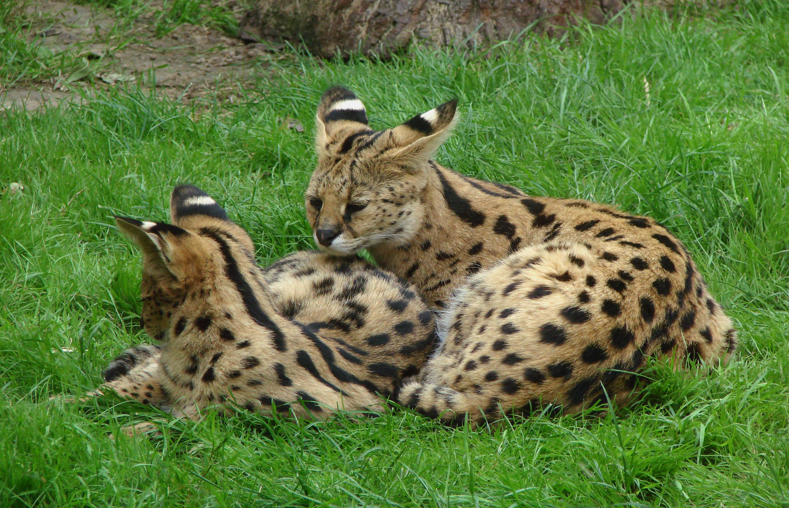 Photo: a pair of servals