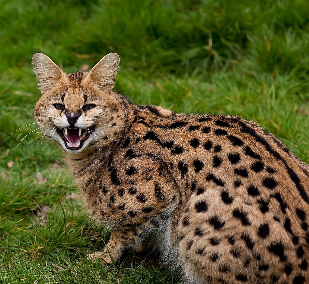 Photo: dissatisfied Serval