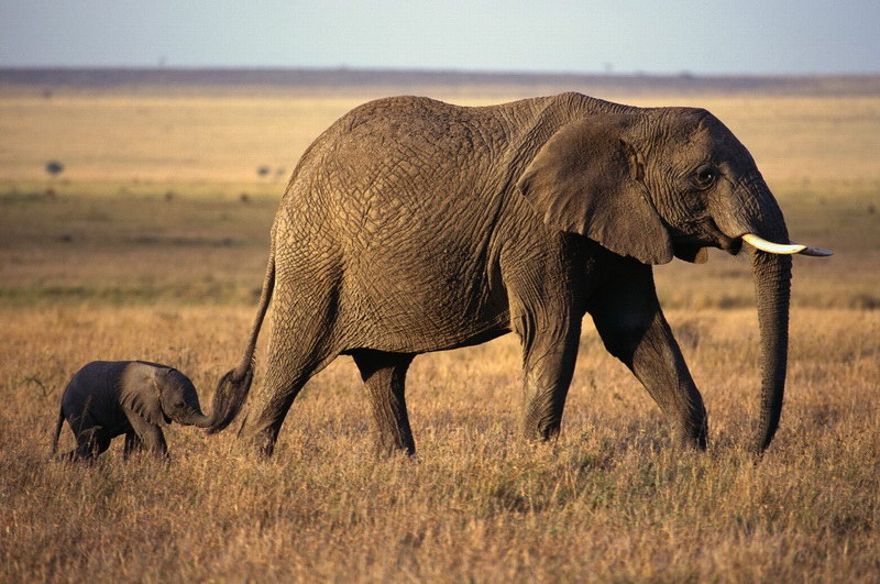 Photo elephant and elephant