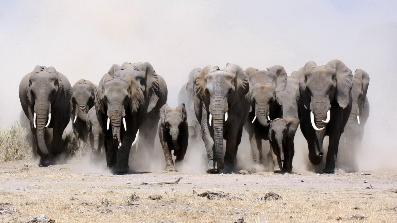 Foto gajah lan gajah