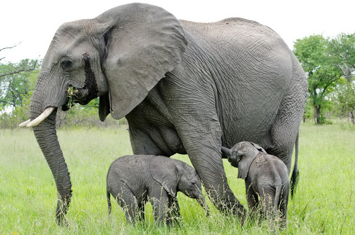 ช้างและช้างสองลูก