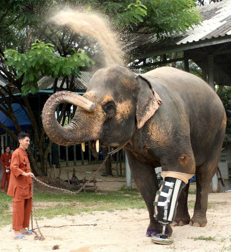 Foto van 'n olifant op die prothese
