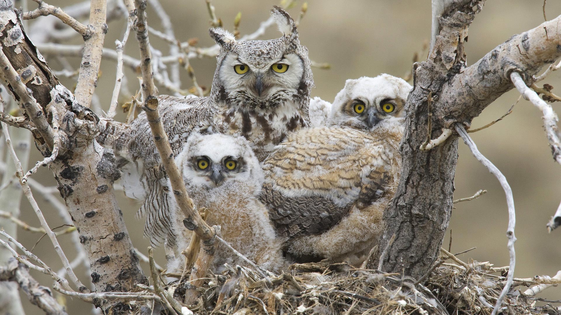 Photo owls