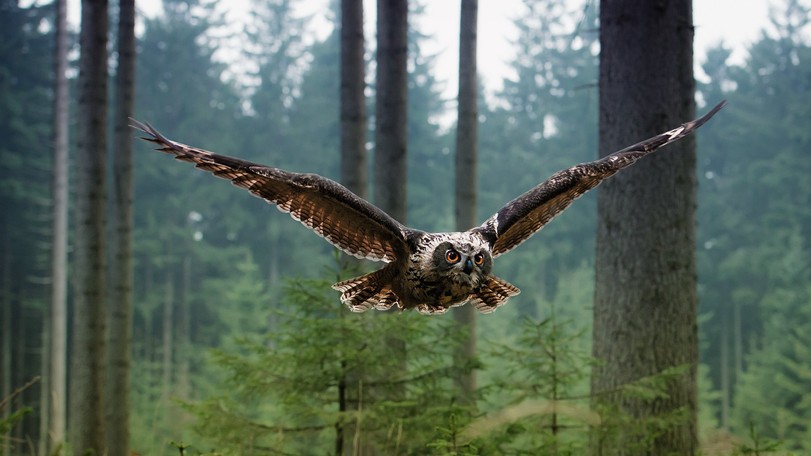 Photo of an owl flying in the forest