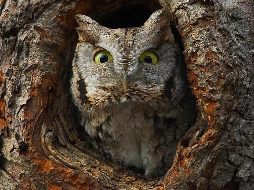 Funny photo owls