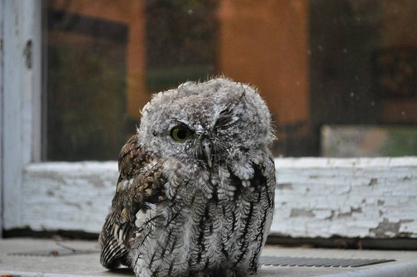 ภาพถ่ายของ winking owls