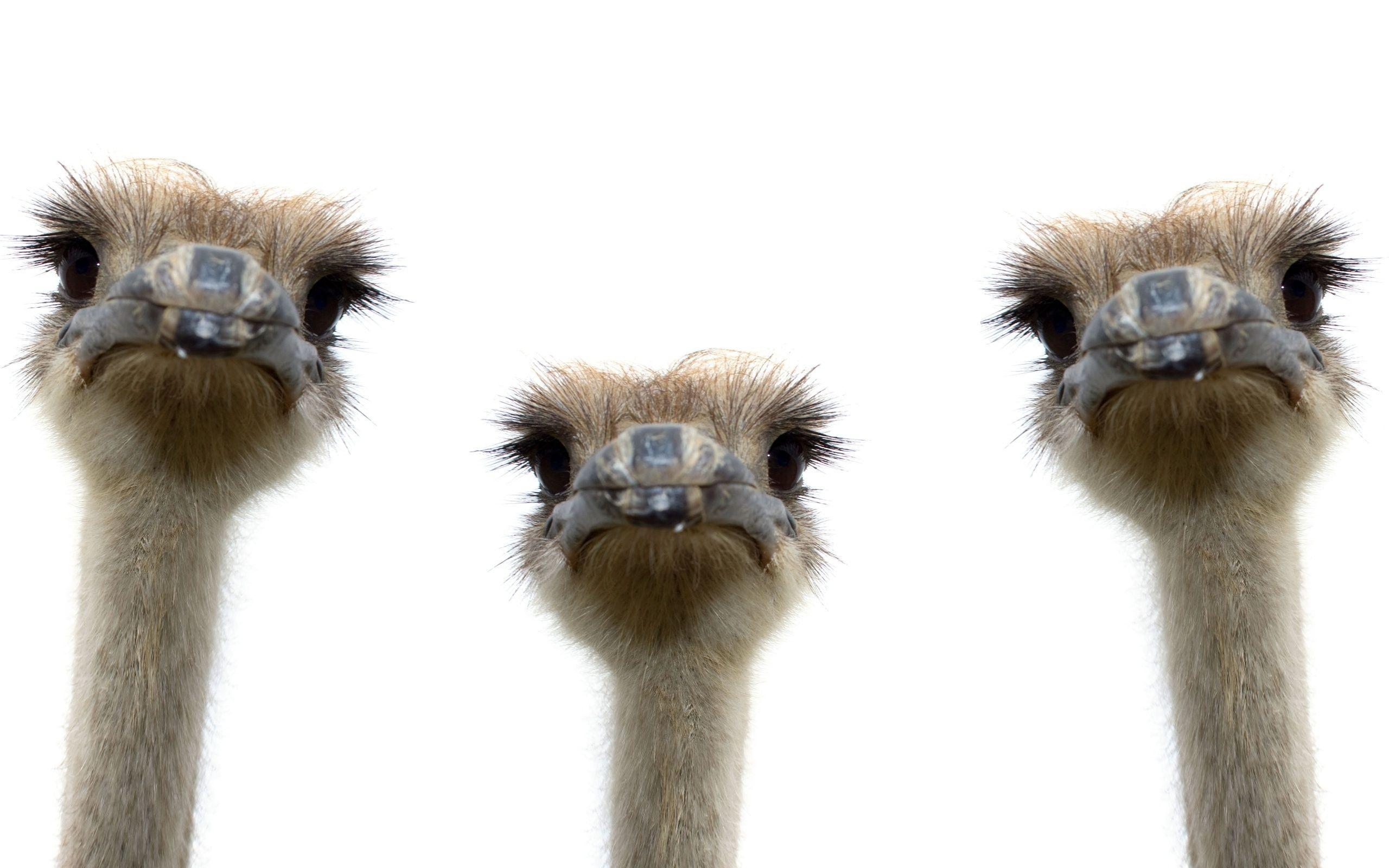 Photo of ostriches